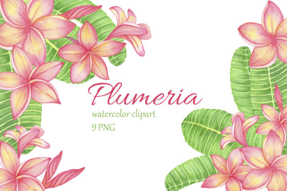 Tropical Flower Plumeria Frangipani Illustrations for Real Crafting Projects