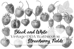 Vintage Black and White Strawberries Illustrations
