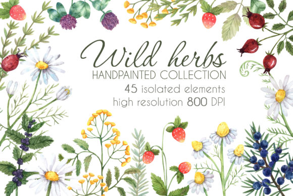 Wild Herbs Illustrations